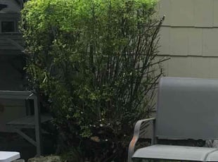Bush Trimming by Sedrick Wesley for Valerie W. in North Kansas City, MO