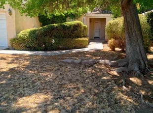Bush Trimming by Louie Renobato for Gabriela F. in Fresno, CA