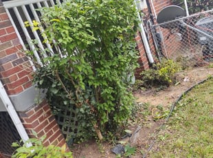 Bush Trimming by Allan Roberts for Roberta C. in Washington, DC