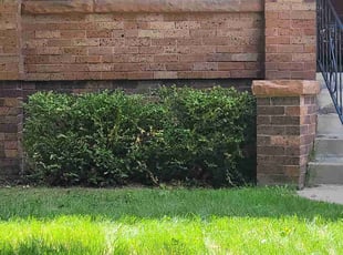 Bush Trimming by Junior Hernandez for Kaitlin S. in Denver, CO
