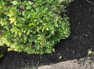 Landscaping by Anil Singh for John M. in Fairfax, VA