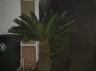 Bush Trimming by Robert Rizzo for Lynn K. in Jacksonville, FL