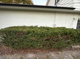Bush Trimming by Charlie Kassis for Matthew P. in Farmington Hills, MI