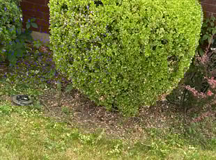 Bush Trimming by James Walker for JOYLENE Y. in Dayton, OH
