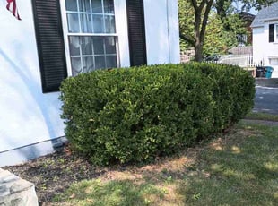 Bush Trimming by Caleb Patton for Jack W. in Cincinnati, OH
