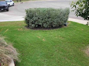 Bush Trimming by Taylor Hanna for Matthew O. in San Antonio, TX
