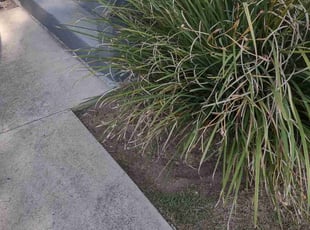 Weeding by Gray Allen for Rebecca F. in New Orleans, LA