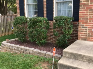 Bush Trimming by Ines Pereira for David M. in Woodbridge, VA