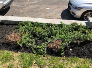Weeding by Christopher Witherall for Clinton M. in Washington, DC