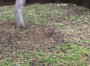 Leaf Removal by Pete Chacon for Andrew E. in San Antonio, TX