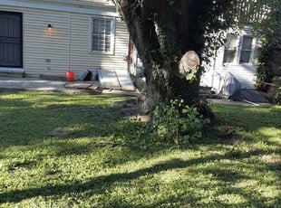 Bush Trimming by Lauren Roman for Ms. L. in Baltimore, MD