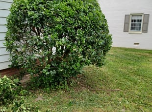 Bush Trimming by Jeremiah Perry for Richard L. in Williamsburg, VA