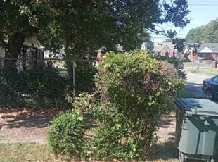 Amanda B.'s Bush Trimming service result