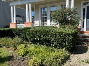 Bush Trimming by Donald Burrill for Alexandria M. in Leesburg, VA