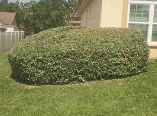 Bush Trimming by Richard Rhoden for Barbara A. in Lake Wales, FL