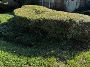 Bush Trimming by Willie Stroud for Fred U. in Jacksonville, FL