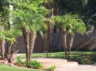 Bush Trimming by Arturo González for Claire S. in San Diego, CA