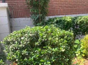 Bush Trimming by Glenda Portillo for Amanda D. in Forest Park, GA
