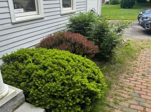 Bush Trimming by Joshua Dowling for Dina F. in Stonington, CT