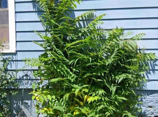 Bush Trimming by Henry Steinke for Tatiana L. in Rockford, IL