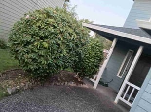 Bush Trimming by Lincoln Anderson for Maggie J. in Vancouver, WA