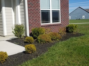 Bush Trimming by David Koglin for Tia B. in Indianapolis, IN
