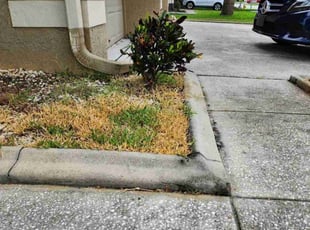 Bush Trimming by Trey Jones for Salvina D. in Tarpon Springs, FL