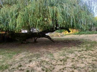 Bush Trimming by Igor Kernogitski for Susan M. in Vancouver, WA