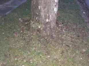 Cleanups by Thomas Derrer for Courtney A. in Denison, TX