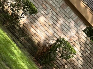 Bush Trimming by Paz Silva for Echo D. in Houston, TX