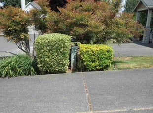 Bush Trimming by Robert Marsico for Jasmine A. in Vancouver, WA