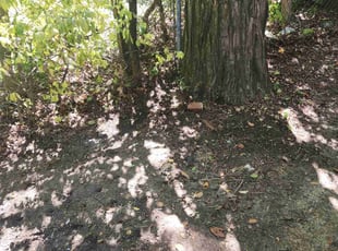 Cleanups by Ameer Lowe for Meechii M. in Paulsboro, NJ
