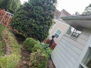 Bush Trimming by Allan Roberts for John K. in Alexandria, VA