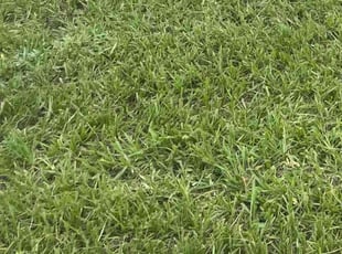 Diane C.'s Lawn Mowing service result