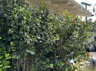 Bush Trimming by Nicholas Poulsen for Stephanie R. in San Diego, CA