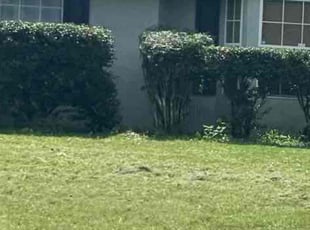 Bush Trimming by Dennis Farquharson for Latoya G. in Ocala, FL