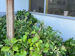 Bush Trimming by Melanie Ruggiano-Gallo for Caitlin M. in Hudson, FL