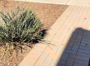 Bush Trimming by Chris Hawk for William V. in Phoenix, AZ