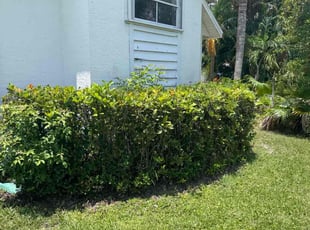 Bush Trimming by Joseph Comerford for Barry C. in Melbourne, FL