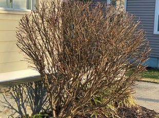 Bush Trimming by Jonathan Villatoro for Patrick W. in Bethesda, MD