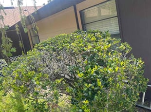 Bush Trimming by Patrick Paul for Lawrence D. in Orlando, FL