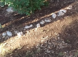 Cleanups by Mauro Leal Jr for Jacob B. in San Antonio, TX