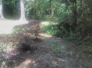 Bush Trimming by Jeryl Scott for Benjamin C. in Tallahassee, FL