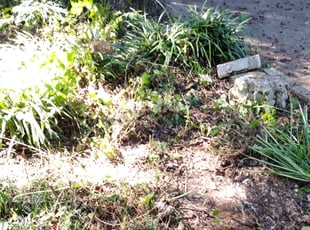 Leaf Removal by Jose G. for Ernesto G. in Austin, TX