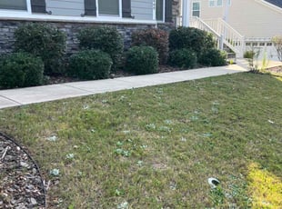 Kevin W.'s Bush Trimming service result