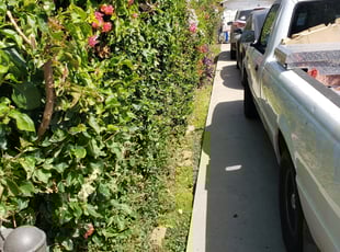 Bush Trimming by Daniel Perez for Michael L. in Los Angeles, CA