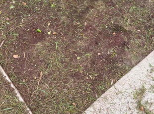 Weeding by Heath Sanders for Charla E. in St. Augustine, FL