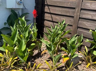 Weeding by Arturo Garcia for Alexandra B. in Palm Coast, FL