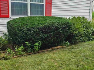 Bush Trimming by Brant Kloiber for Samuel K. in Orefield, PA