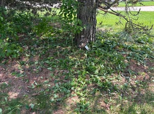 Weeding by John McCardle for Carissa C. in Franklin, WI